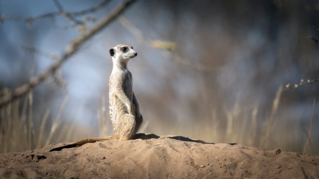 Meerkat - kalahari conservation experience-Bush Marine Tours