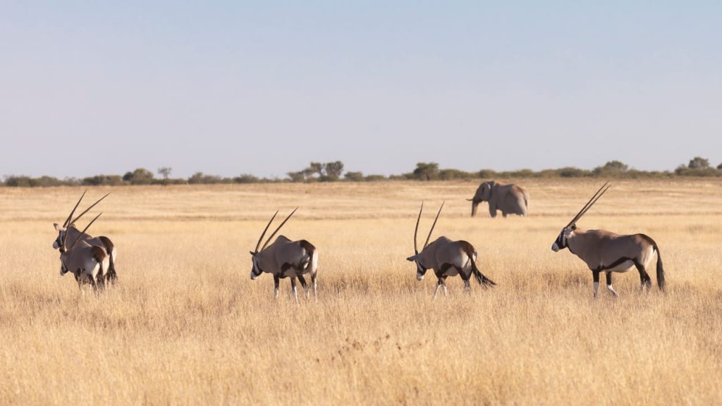 kalahari conservation experience-Bush Marine Tours