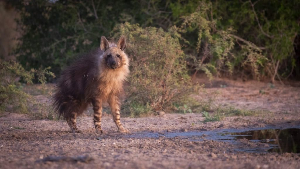 kalahari conservation experience-Bush Marine Tours