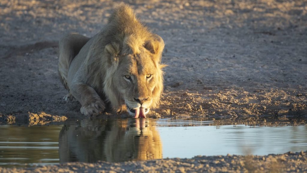 kalahari conservation experience-Bush Marine Tours