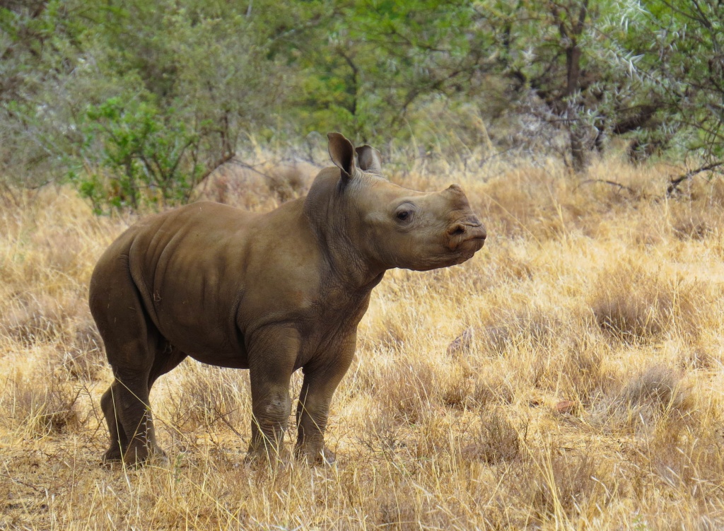 Addo