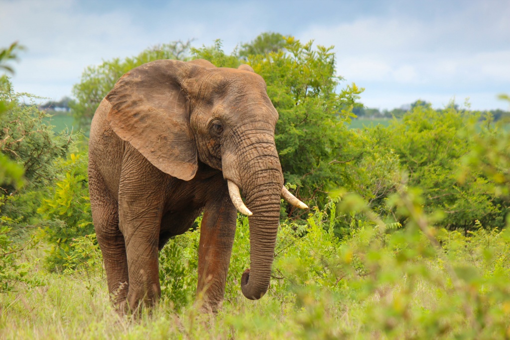 Garden Route-family safari and adventure-Bush Marine Tours