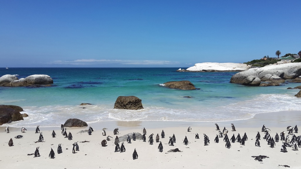 Boulders Beach Penguins - Bush Marine Tours