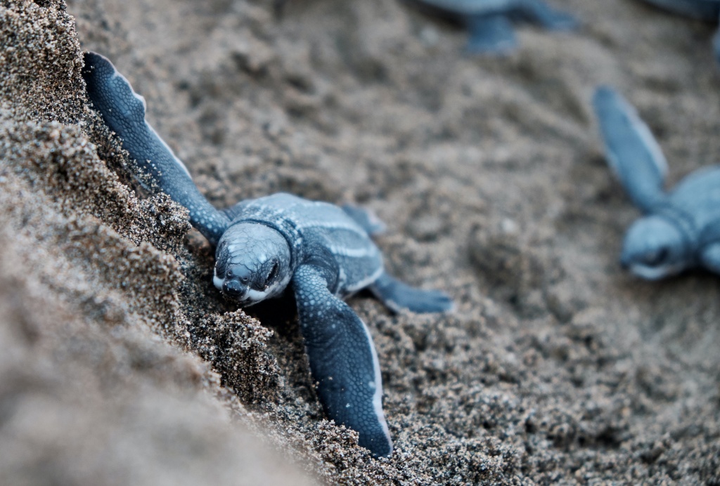 sea turtles, south africa