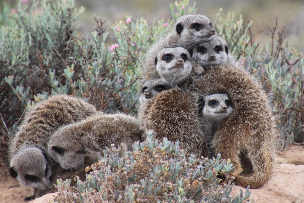 meerkat family - Bush Marine Tours