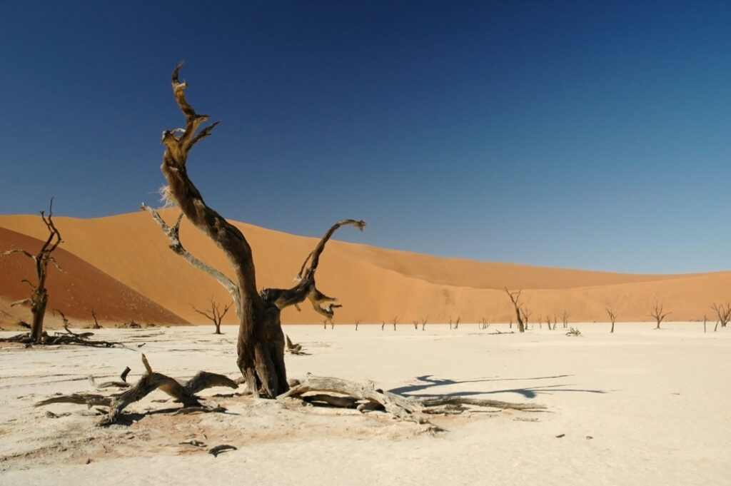 Deadvlei, Namibia desert - Bush Marine Tours