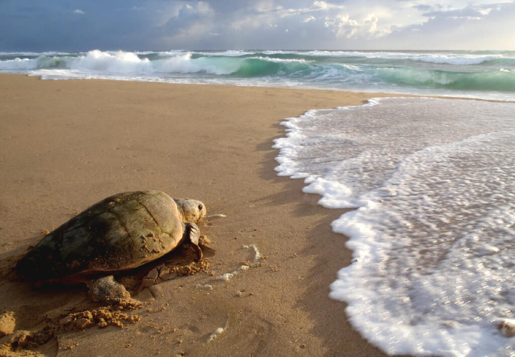 Sea turtles and safaris South Africa