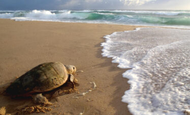 Sea turtles and safaris South Africa