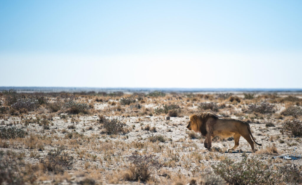 Etosha Namibia - Bush Marine Tours